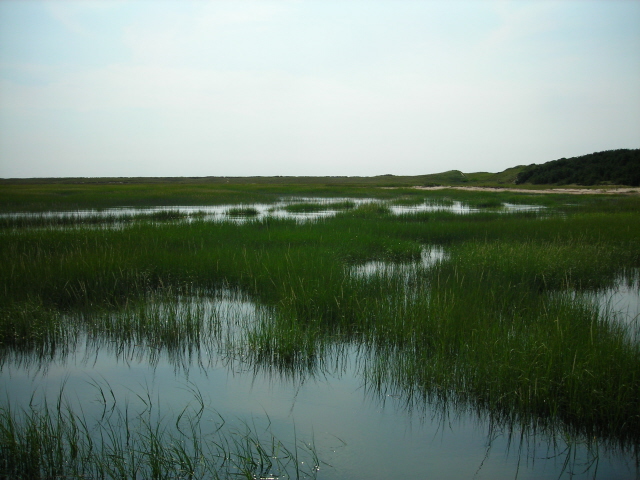 marsh1