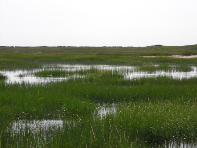 marsh2